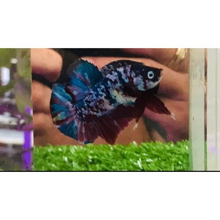 Betta food g.l.x thức ăn food cám 50g