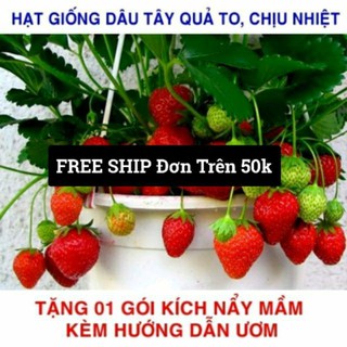 Gói 100 Hạt giống Dâu Tây Quả To, Chịu nhiệt (Tặng gói kích mầm, kèm hướng dẫn gieo) free ship toàn quốc