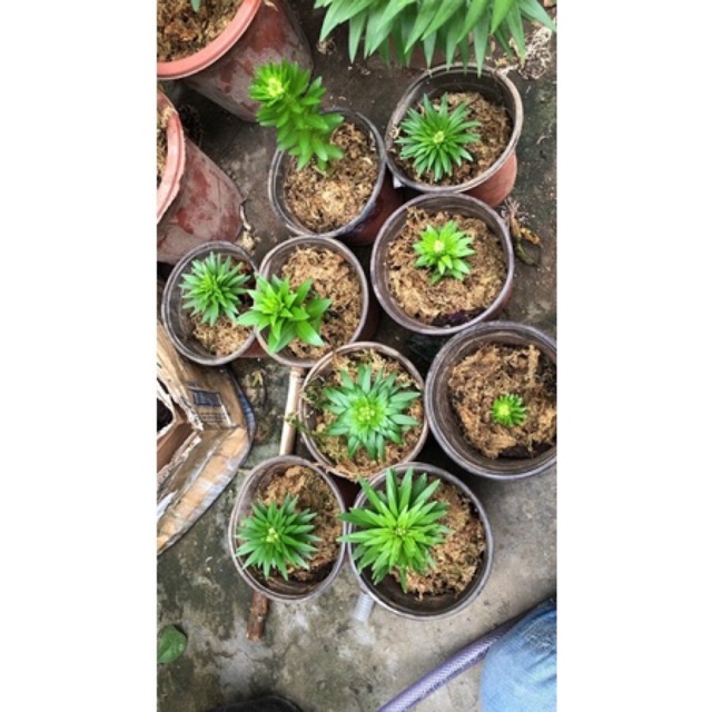 củ hoa ly lùn trồng giống (có 9 màu)