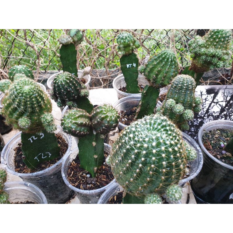 Combo 10 chồi xương rồng Lobi đủ màu size 1,5-2,5 cm (dùng để tháp hoặc trồng đều được)