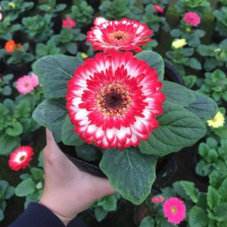 Hạt giống hoa đồng tiền lùn