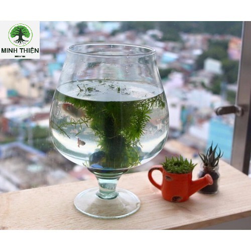 “Bình cắm hoa, chậu cá mini để bàn, ly thủy Tinh”