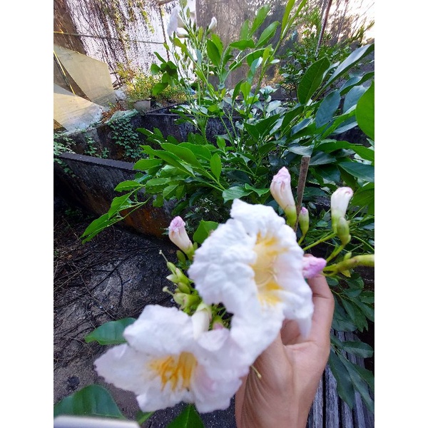 Cây giống Nguyệt quế thái lan
