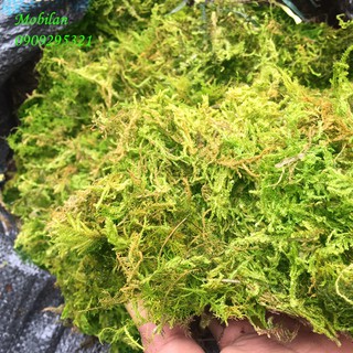 RÊU RỪNG TRỒNG LAN