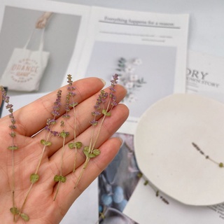set 3 hoa vảy ốc ép khô (tím)