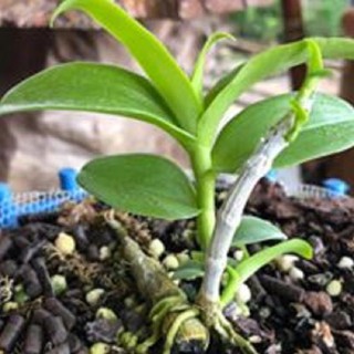 Hoa lan -5ct ngọc sơn cước ki mập khỏe ấm chậu