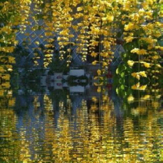 Lan hoàng dương giống thái lan cho hoa quanh năm