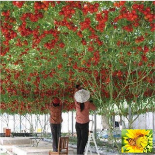Hạt giống cà chua bạch tuột