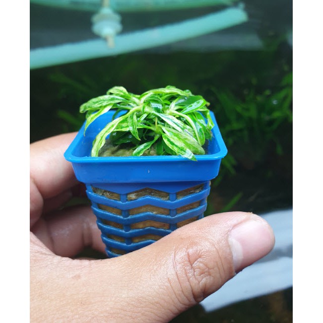 Cây Ráy Lưỡi Hổ Mini