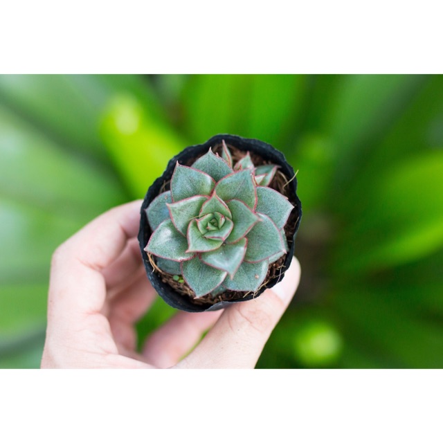 Sen đá hoa hồng đen lá dài 5-7cm