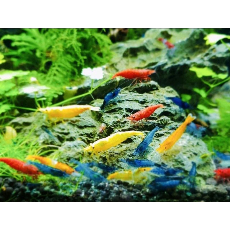 Compo 5bé Tép loạn màu Siêu Đẹp tặng rong