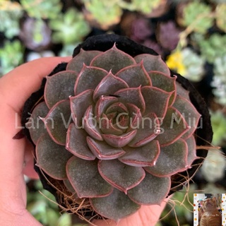 Sen Đá Hồng Nâu 🎂🎂🎂 Size Bầu