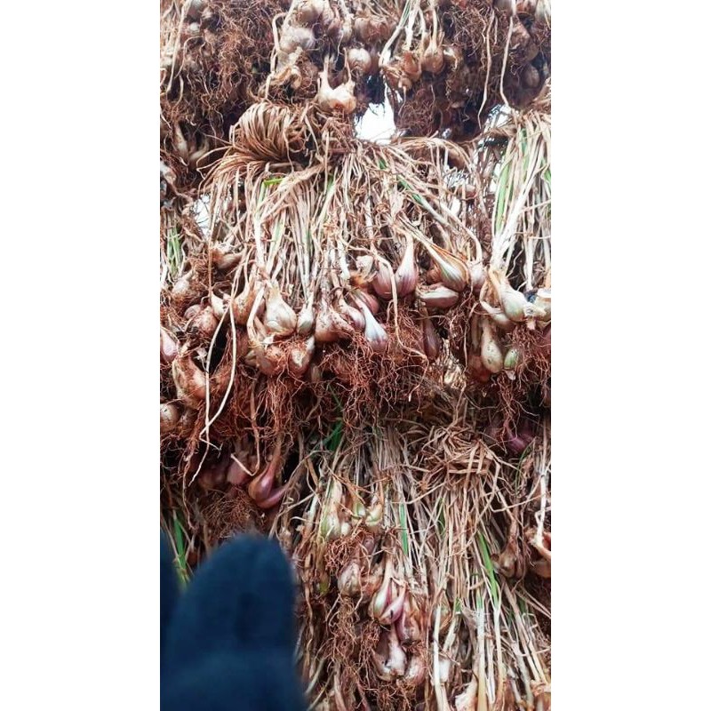 Củ giống hành ba chài