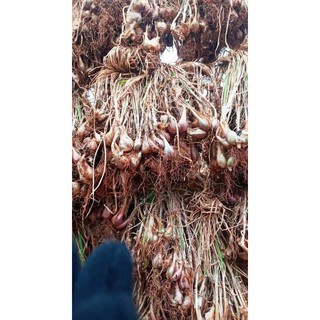 [Siêu rẻ ] Củ giống hành ba chài (1kg)