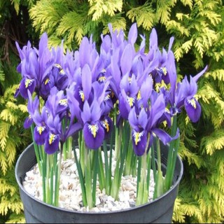 Củ Hoa Diên Vĩ Iris