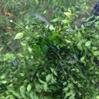 Nụ hoa hòe khô gói 500gr