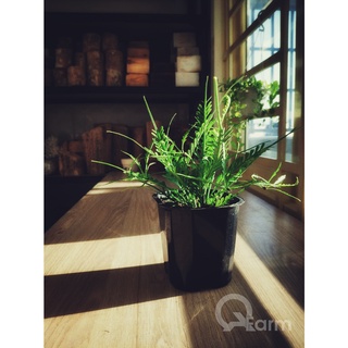 Dương xỉ xương cá (Asplenium x Kenzoi)