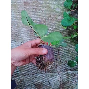 Ngó Dâu Hà Lan Hoa Hồng - Cây Ăn Quả