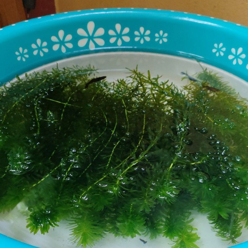 10 cây dong đuôi chó dài 20cm