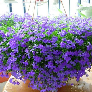 hạt giống hoa cúc lobelia 100 hạt