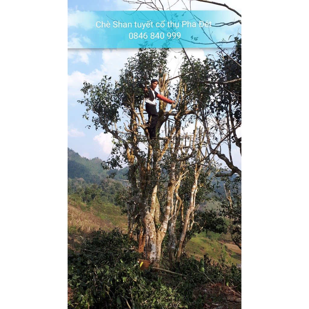 330g Chè Shan tuyết Pha Đét Cây chè 500 năm tuổi | BigBuy360 - bigbuy360.vn