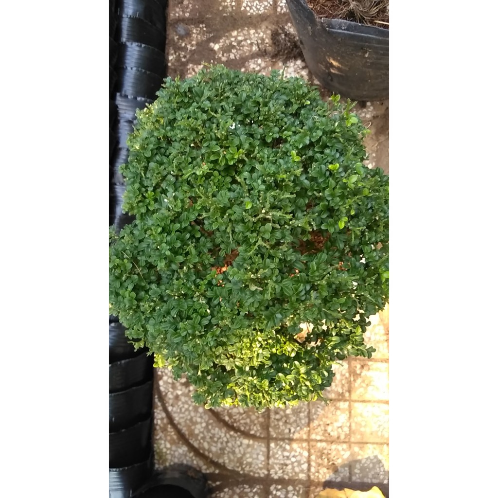 [Bonsai] Cây Nguyệt quế toàn cầu tuyệt đẹp