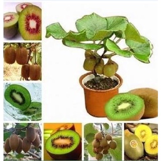Hạt giống cây ăn trái kiwi dể trồng- Gói 30 hạt