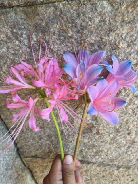 Củ Hoa Bỉ Ngạn 5 màu