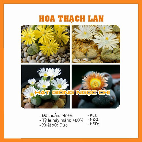 Hạt Giống Cây Thạch Lan - 20 Hạt
