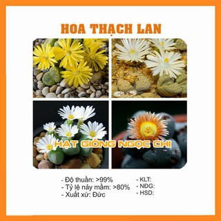 Hạt giống cây thạch lan - 20 hạt