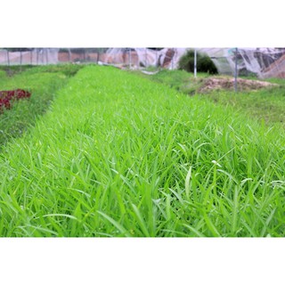 Hạt giống rau MUỐNG CAO SẢN