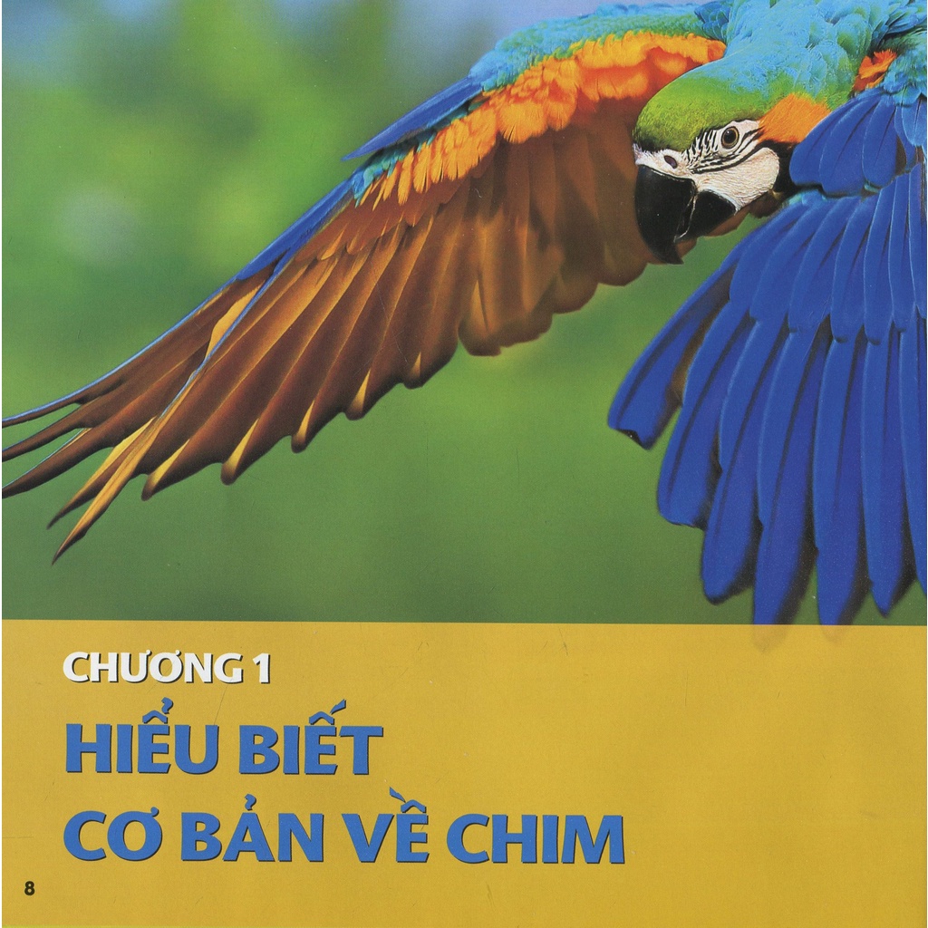 Sách Cuốn Sách Lớn Đầu Tiên Của Tớ: Chim (Tái Bản 2021)