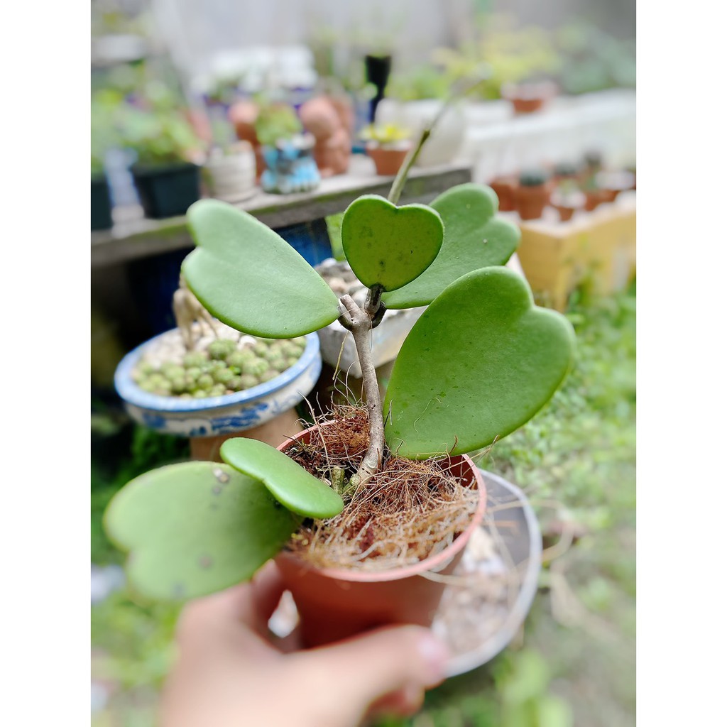 Cẩm cù lá tim xanh - Kerii