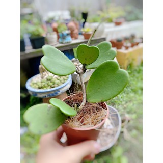 Cẩm cù lá tim xanh - Kerii