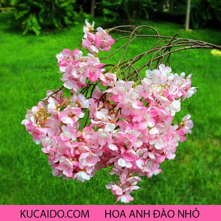 Hoa Anh Đào