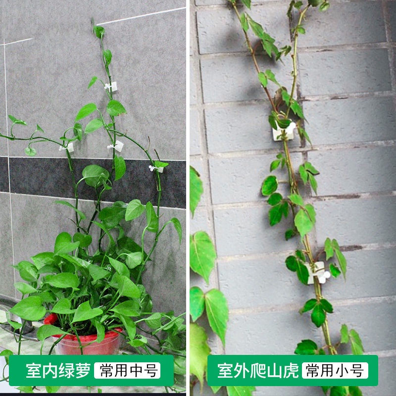 Kẹp Cố Định Cây Dây Leo Gắn Tường Tự Dính Tiện Dụng