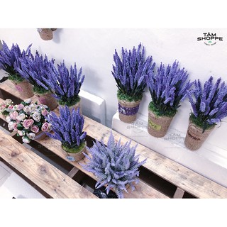Chậu hoa Lavender Vintage Số 51