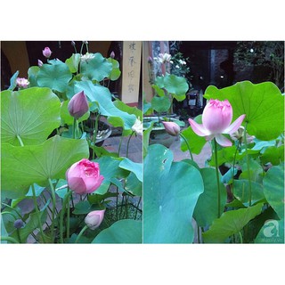 10 Hạt giống Sen ta (kèm Hướng dẫn ươm)