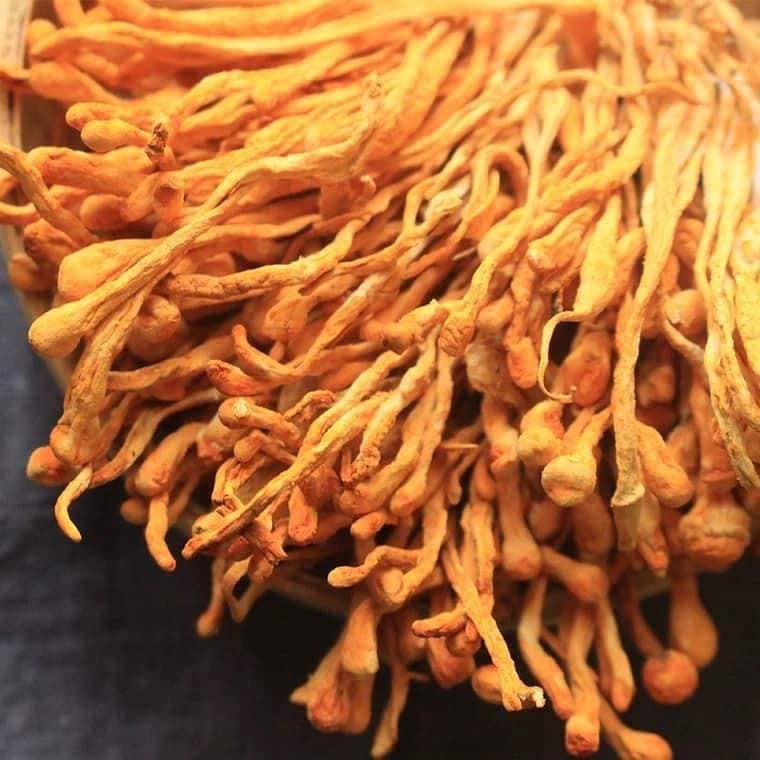 BÔNG TRÙNG THẢO Thượng Hạng Hộp 125g