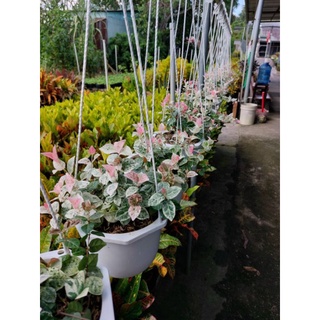 chậu treo thằn lằn cam thạch