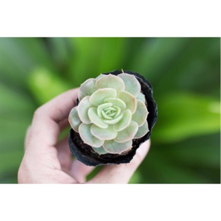 Sen đá ngọc bích 5-7cm - Vườn sen đá