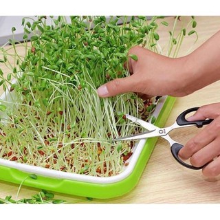khay trồng rau mầm