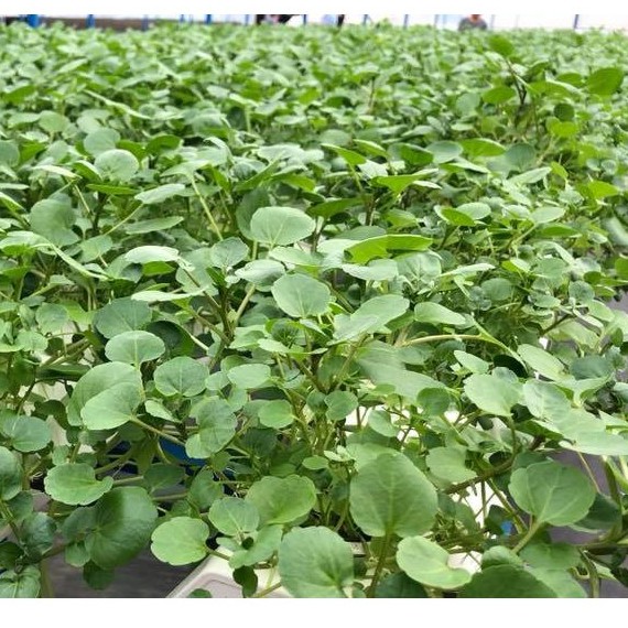 [Seeds] Hạt giống Xà lách Xoong Mỹ, đóng gói 0.5gr