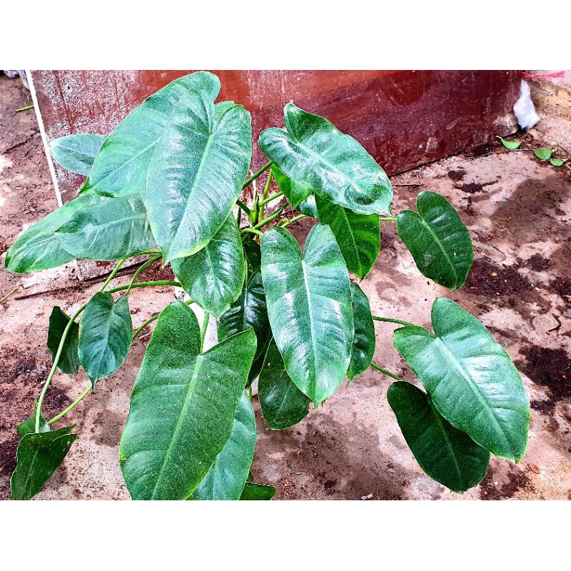 Trầu bà nhiều loại để KỆ NHÀ TẮM được