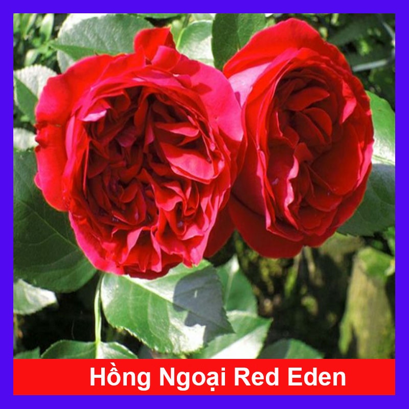 Hồng ngoại red eden  - cây cảnh sân vườn - caykiengsadec