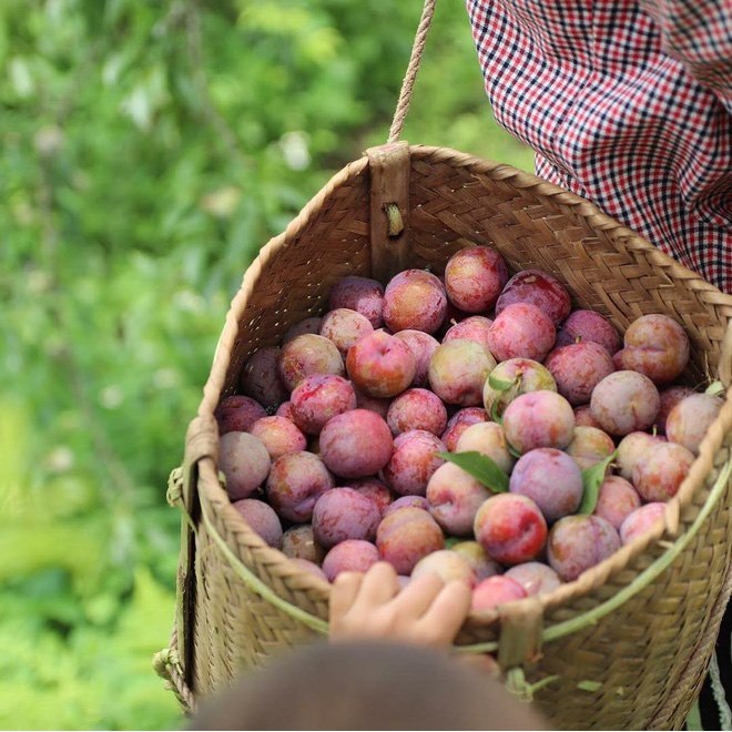 Mận Sấy Dẻo không hạt