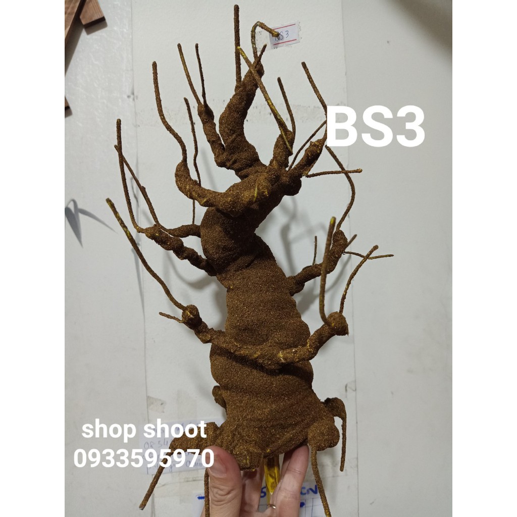 GỐC BONSAI BS3( CAO 25CM) LÀM THÂN MAI ĐÀO