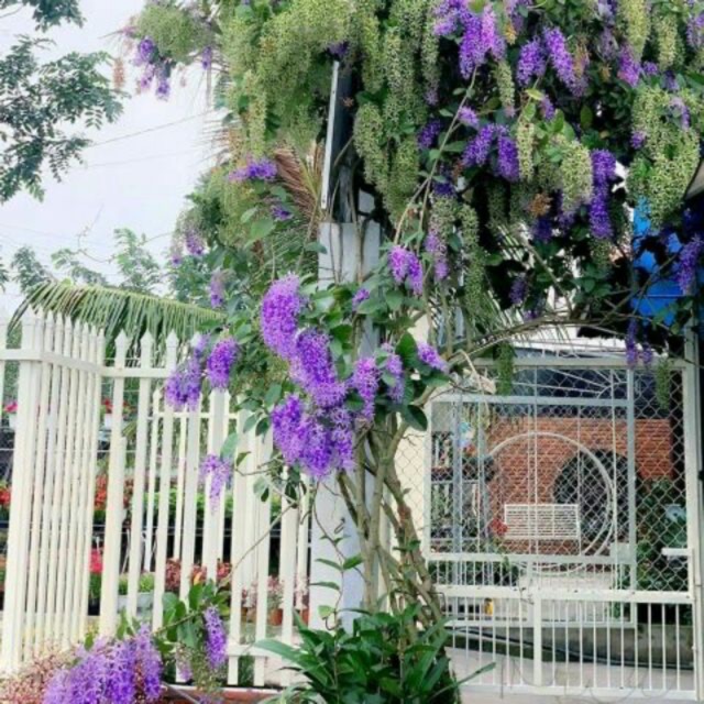 Cây mai xanh Thái lan chuẩn giống chỉ 200k cao chừng 70-90cm