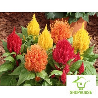 shophouse Gói 100 hạt giống hoa mào gà mix thân thấp  SHOP HOUSE  TẾT KHUYẾN MẠI