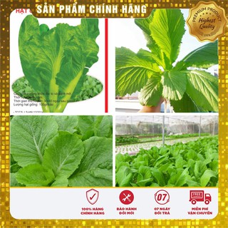COMBO 2 gói hạt giống cải Hong Kong TẶNG 1 phân bón